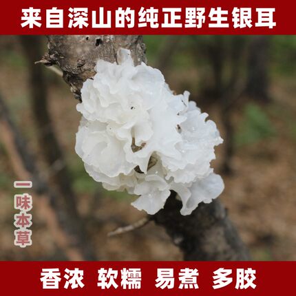 东北特产长白山野生银耳干货特级燕窝莲子羹养生粥食材纯野生银耳