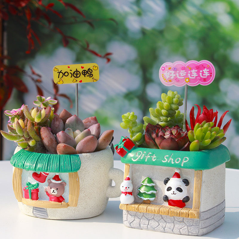 多肉可爱创意个性精致花盆植物小盆栽桌面氛围感摆件幼儿园好养活