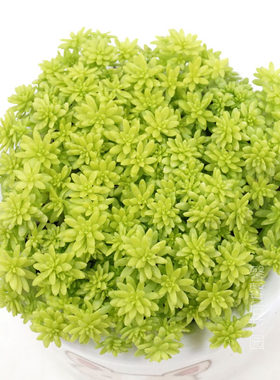 多肉植物黄金万年草姬爱之蔓唐印