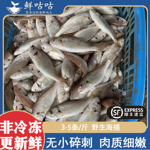 白果子鱼 白姑鱼 海捕新鲜冰鲜非冷冻  刺少肉多宁波舟山海鲜水产