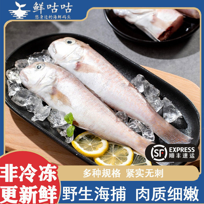 小马头鱼斧头鱼  方头鱼白马甘淡水鱼类