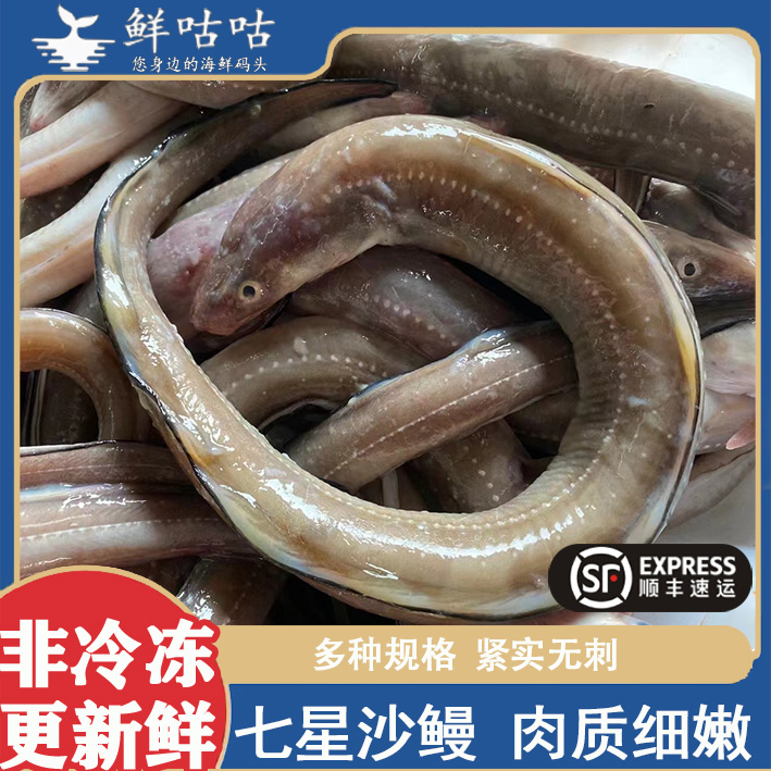 沙鳗鱼油鳗鱼 七星海鳗 野生海捕冰鲜非冷冻  宁波舟山海鲜水产