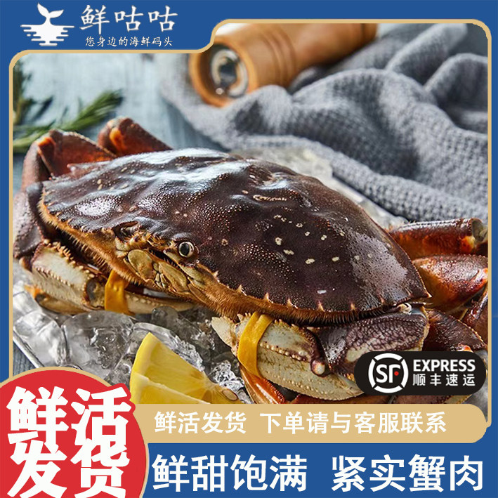 珍宝蟹鲜活发货新鲜海鲜水产活发到家超大螃蟹海捕冷水蟹食用顺丰