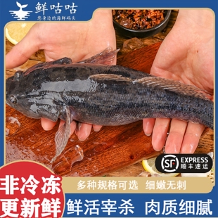 笋壳鱼 鲜活现宰杀 新鲜非冷冻发货 呆子鱼虎头鱼 海鲜水产宁波