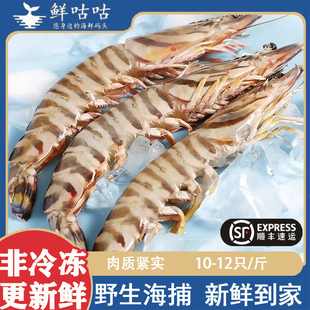 斑节虾竹节虾九节虾基围虾宁波舟山海鲜水产野生鲜活冷冻海捕冻发
