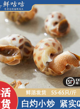 鲜活花螺鲜活发货宁波舟山贝壳