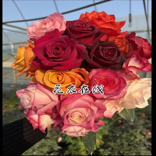 花农在线~直播间一物一拍所见即所得