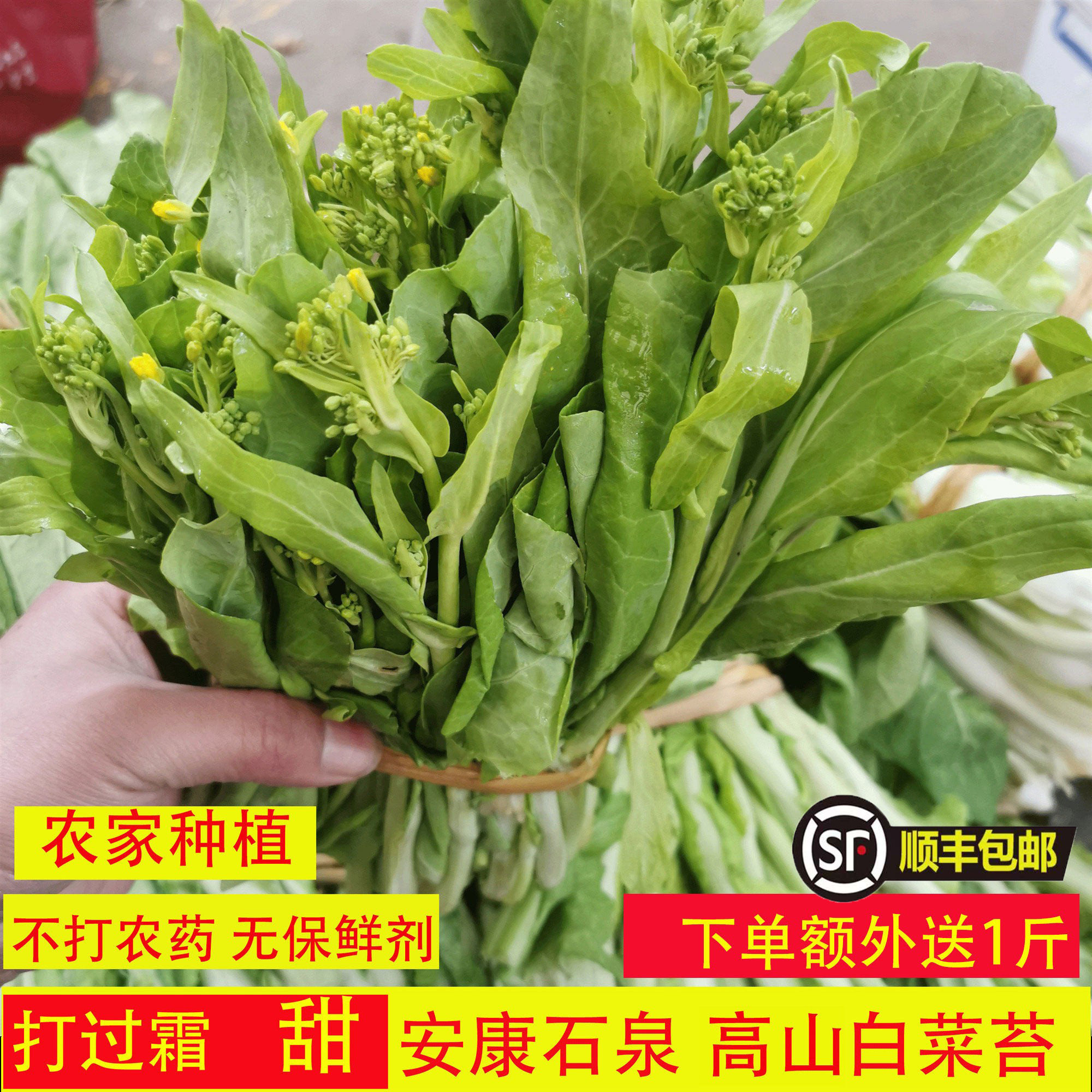 正宗农家绿菜苔新鲜蔬菜现挖现发 陕西安康石泉高山应季蔬菜健康