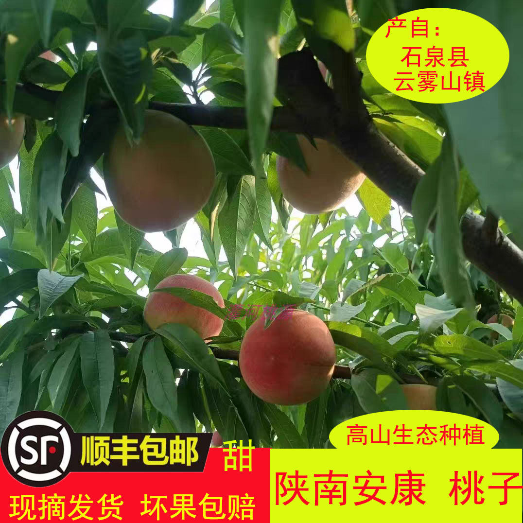现摘桃子安康石泉高山黄桃新鲜当季孕妇水果红桃子顺丰包邮5斤