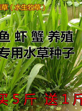 湖南牛马羊都可以四季牧草种子
