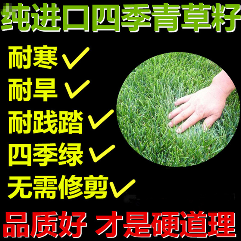 混播优质四季包邮草坪种子