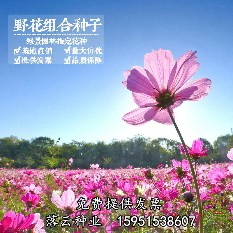 格桑花种子四季种混色多色波斯菊种子花种子易活开花不断易种花籽