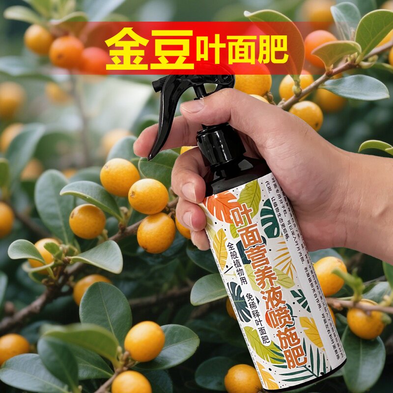 金豆专用肥料盆景下山树桩老桩小金豆豆盆栽营养液专用土叶面肥料