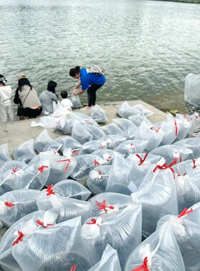 活鱼泥鳅鱼类鲤鱼锦鲤红鲤鱼淡水鱼白磷甲鱼田螺