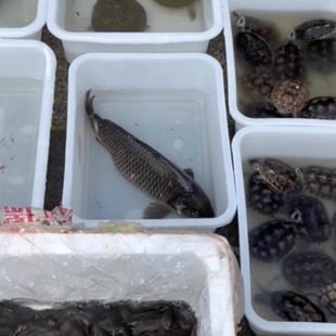 螺蛳活鱼甲鱼乌龟泥鳅鱼类鲤鱼锦鲤红鲤鱼淡水鱼白磷