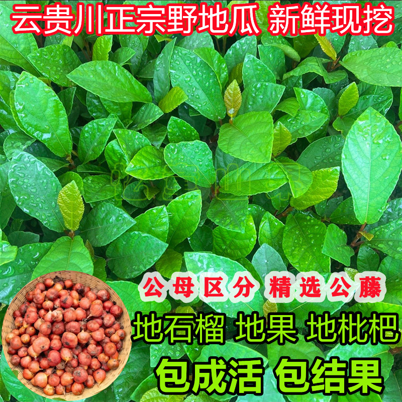 野地瓜藤苗精选公藤包结果可吃地石榴藤苗地果儿地枇杷香地瓜盆栽