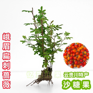 峨眉扁刺蔷薇盆栽云贵川沙糖果栽秧果红果刺果糖糖果苗螳螂果泻肚