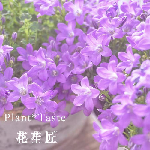 紫风铃花素材模板 紫风铃花图片下载 小麦优选