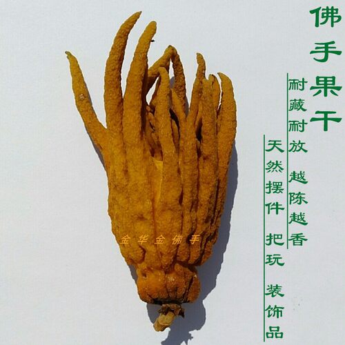 植物标本观赏金华佛手风干真果