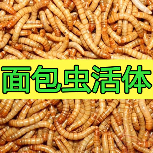 黄粉虫活体 鲜活虫面包虫 活虫龙鱼龟粮 鹦鹉鱼鸟饲料鱼饲料