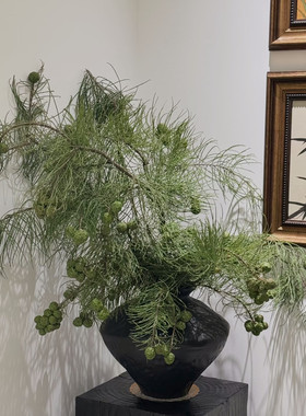 鲜切池杉水培绿植室内桌面好养绿色植物绿叶ins风法式高级感