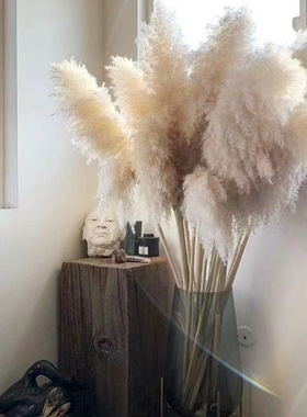 大芦苇干花造景大蒲苇网红直播间落地摆放拍摄婚庆装饰道具永生