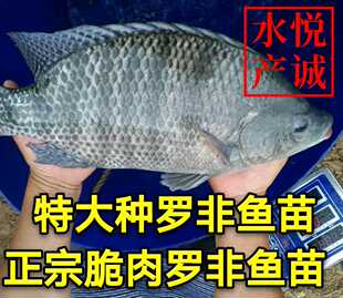 大种罗非鱼苗 脆肉罗非鱼苗 罗非鱼苗 福寿鱼苗 鱼塘专养