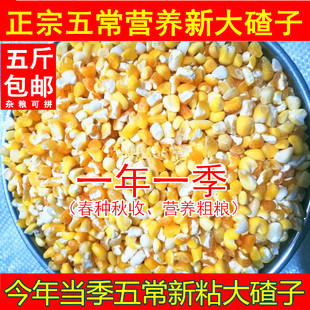 2025年秋老兵米店新五常玉米渣子大粒粘大碴农家自产真空黏糯中粒