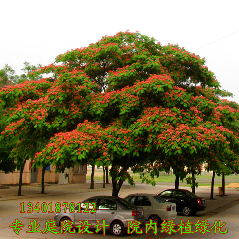 合欢花树苗芙蓉树苗庭院别墅绿化大型观赏花卉耐寒风景树绒花树