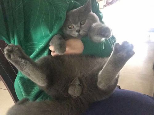 四川活体纯种英短蓝猫