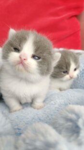 蓝白正八大开脸 曼基康小短腿 曼奇金矮脚猫 血统宠物猫 英短地毯