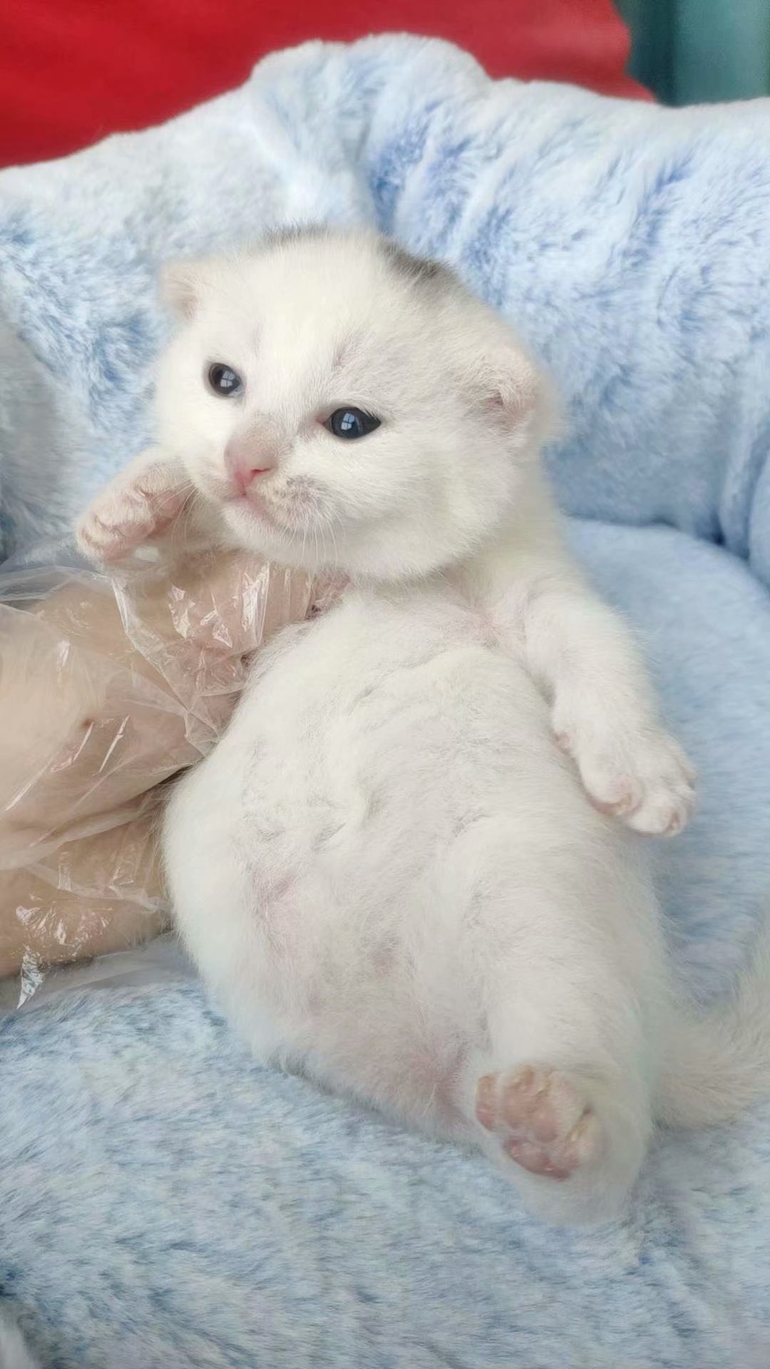 白色英短猫 家养健康宠物猫 红包价领养白色梵文纯种猫