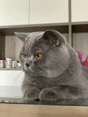 大包子纯种家养宠物猫蓝灰色