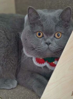 高品质的纯家养宠物猫 赛极双血统英国短毛猫 全蓝色蓝猫 大脑袋