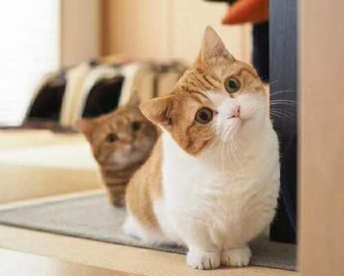 红白橘猫纯种品种网红小短腿虎斑