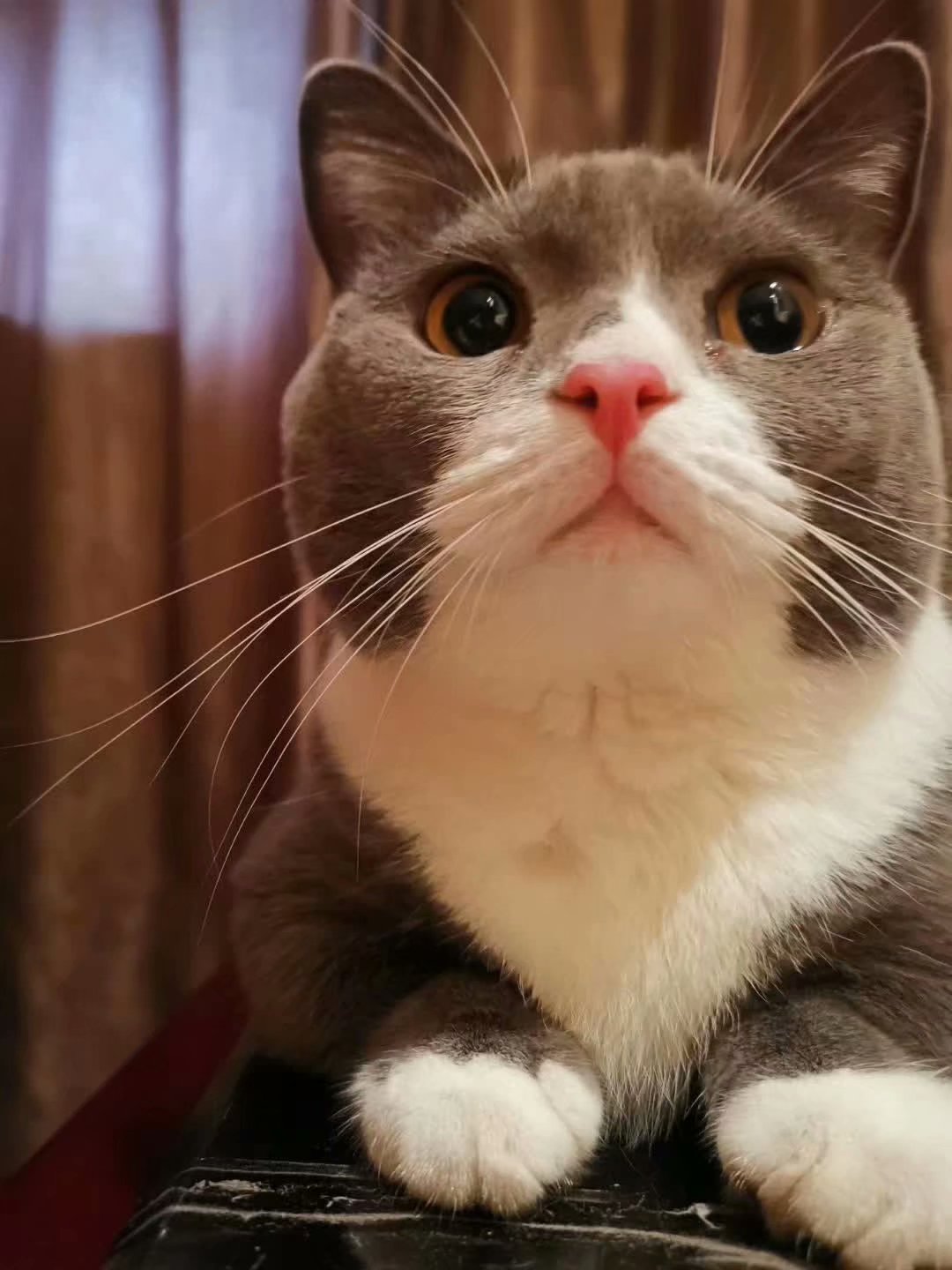 曼基康蓝白短腿猫