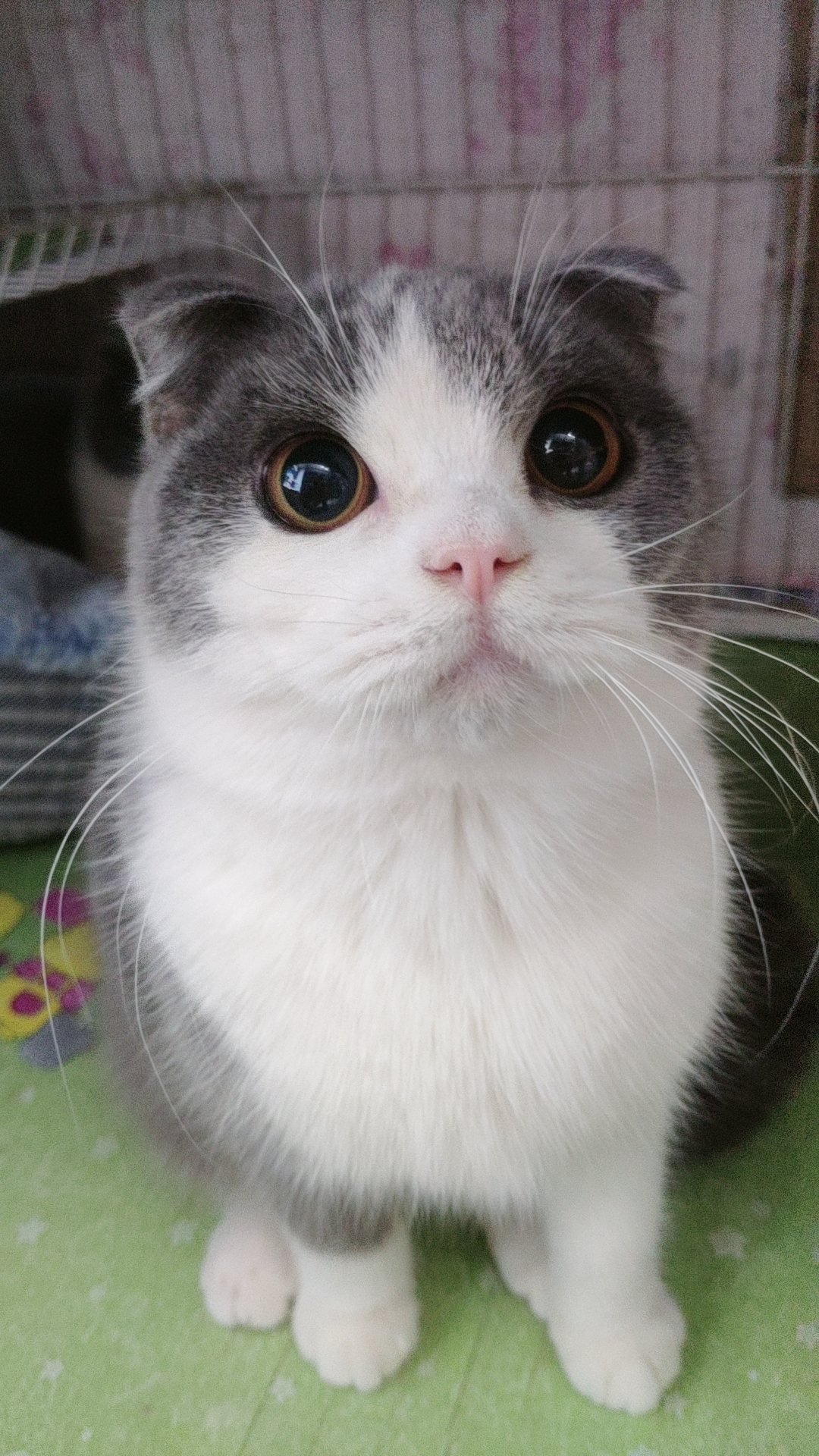 纯家养血统英短蓝白,宠物猫公猫,大琥珀眼地毯毛,成都可上门