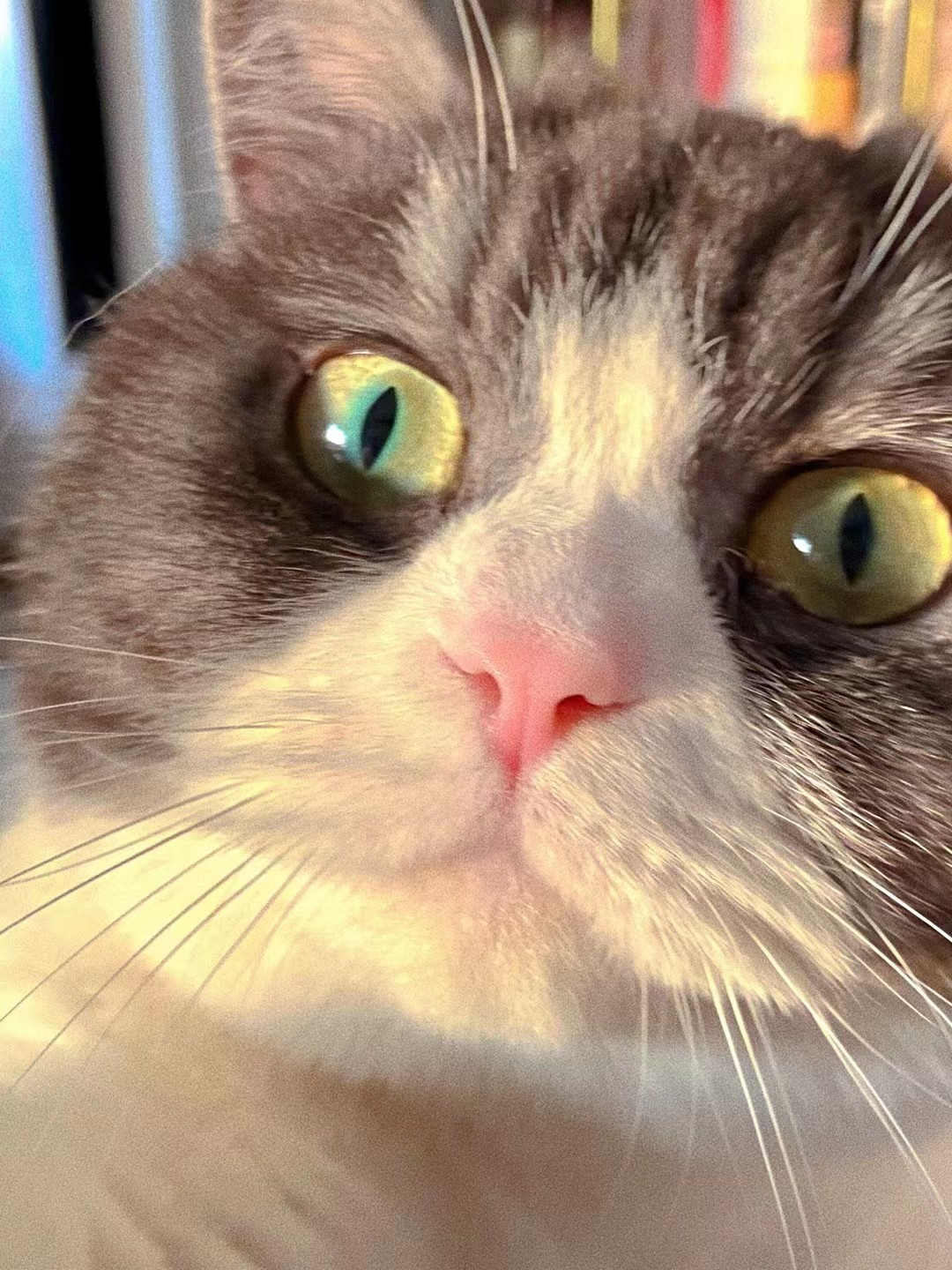 黑白奶牛色宠物猫 家养纯种猫