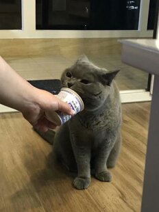 CFA双血统大个子蓝猫活体猫 全国可买运 英国短毛猫大脑袋地毯毛