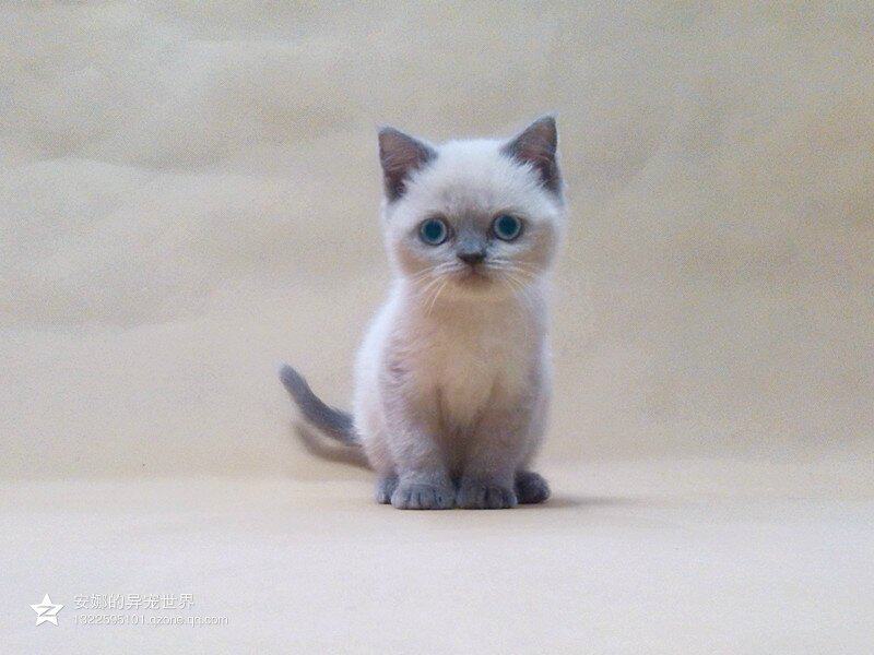 稀有的重点色英国短毛猫 蓝水晶大眼 粘人大脸宠物猫 空运预定价