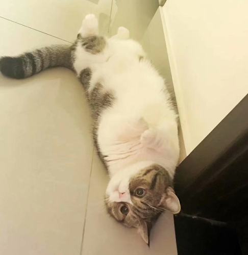 猫舍曼基康奇金拿破仑矮子宠物