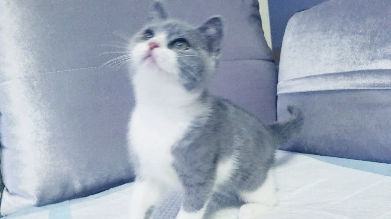 大包子 英短蓝白猫dd 曼基康正常腿公猫 活体宠物猫 拿破腿矮腿猫