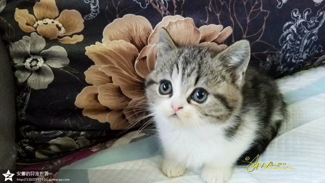 曼基康短腿猫 曼奇金拿破仑矮子猫 成都cfa血统猫舍 川师老师
