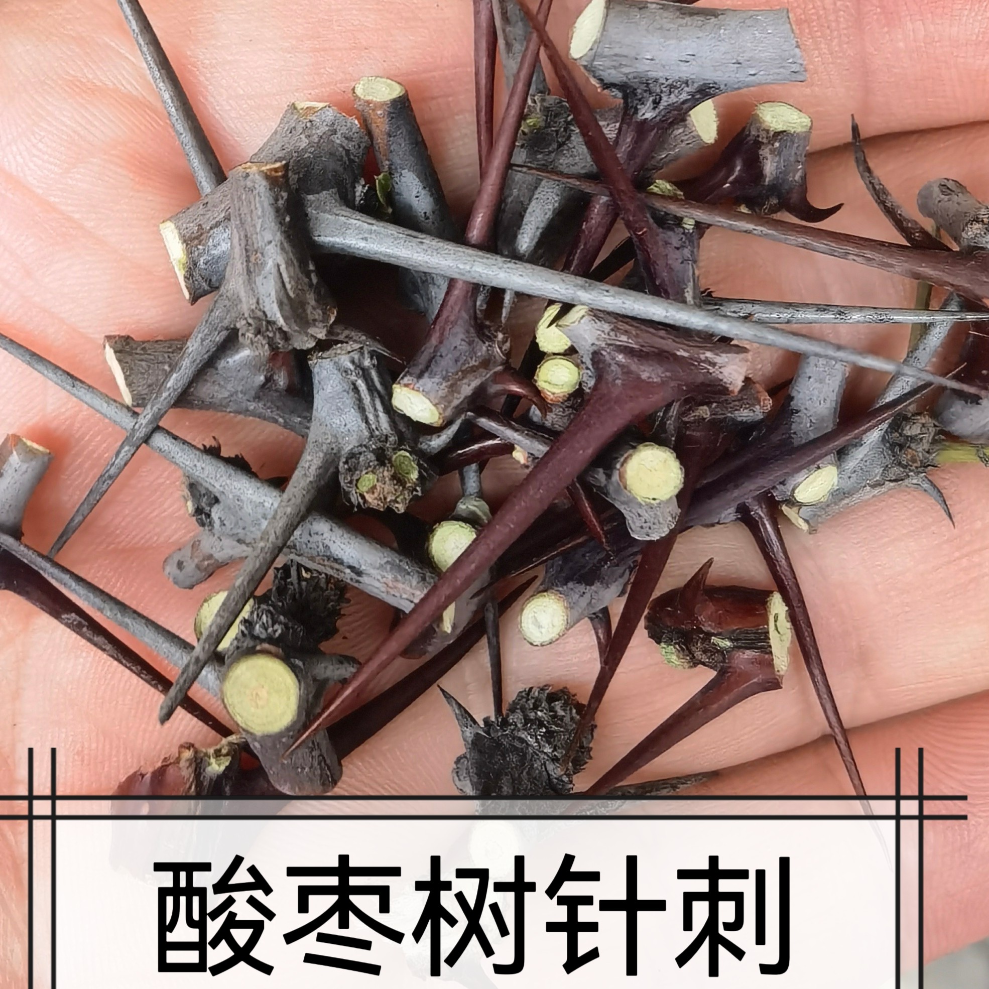 太行山中药材50g野生酸枣树刺 酸枣树针葛真 葛针刺酸枣树枝根皮