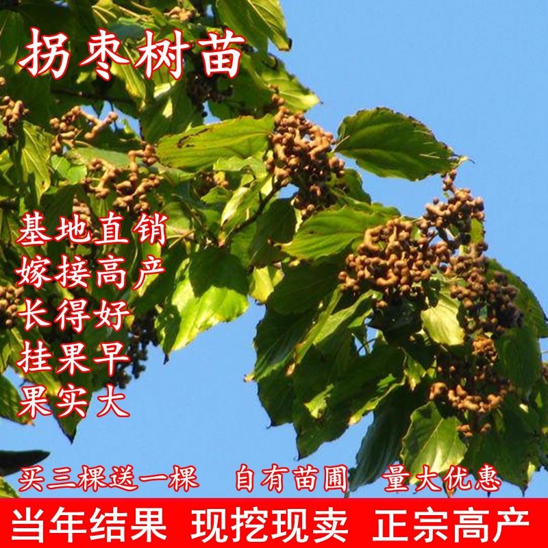 正宗拐枣苗树万寿果树苗