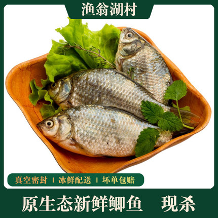 微山湖淡水鱼优质鲫鱼炖汤滋补原生态鲫鱼小鱼鲜活鲫鱼新鲜食用