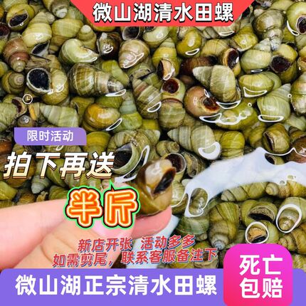 微山湖清水正宗生态田螺4斤送半斤鲜活现打捞新鲜田螺蛳大头田螺