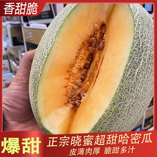 包邮 现货晓蜜哈密瓜新鲜水果脆甜多汁香甜哈密瓜西州蜜网纹瓜礼盒