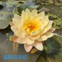 Water lilies with flower buds are dispatched. They can be grown in water all year round. They are large water lily seedlings with root blocks. They are cold-resistant lotus and water lily hydroponic plants thumbnail 4