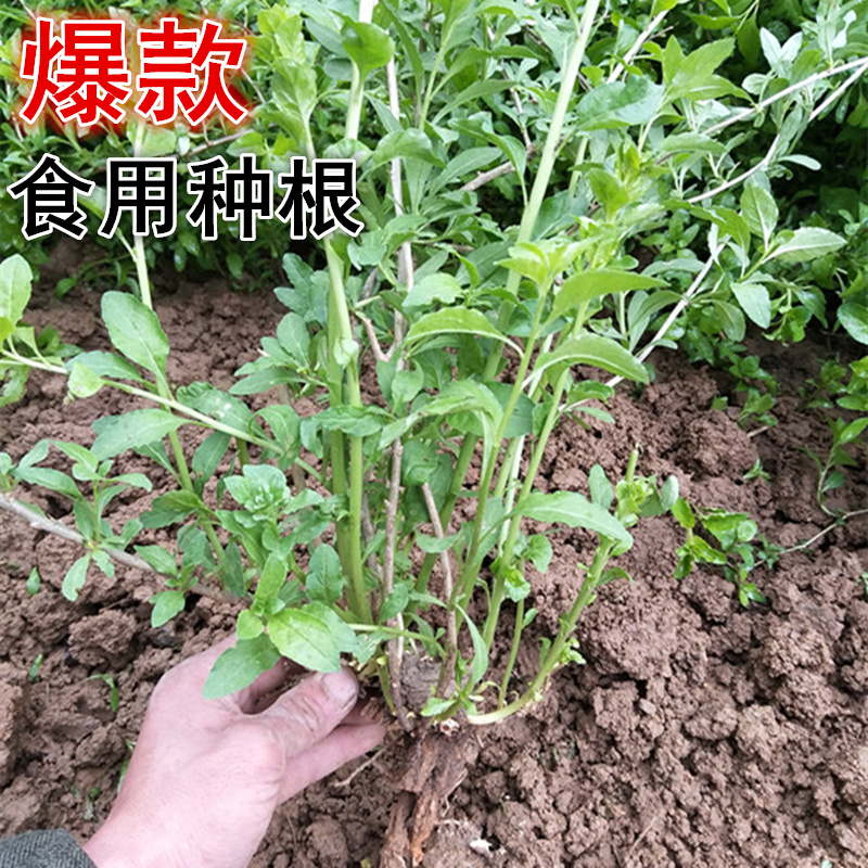 （大苗高产）食用枸杞菜叶苗好活